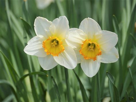 水仙 意味|水仙(スイセン)とは？花の特徴・花言葉・育て方を紹。